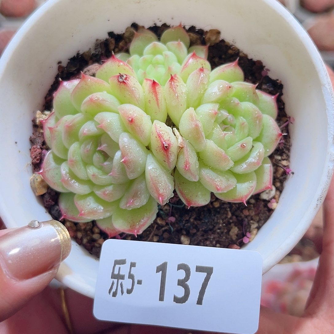 乐5-137 海王不包整