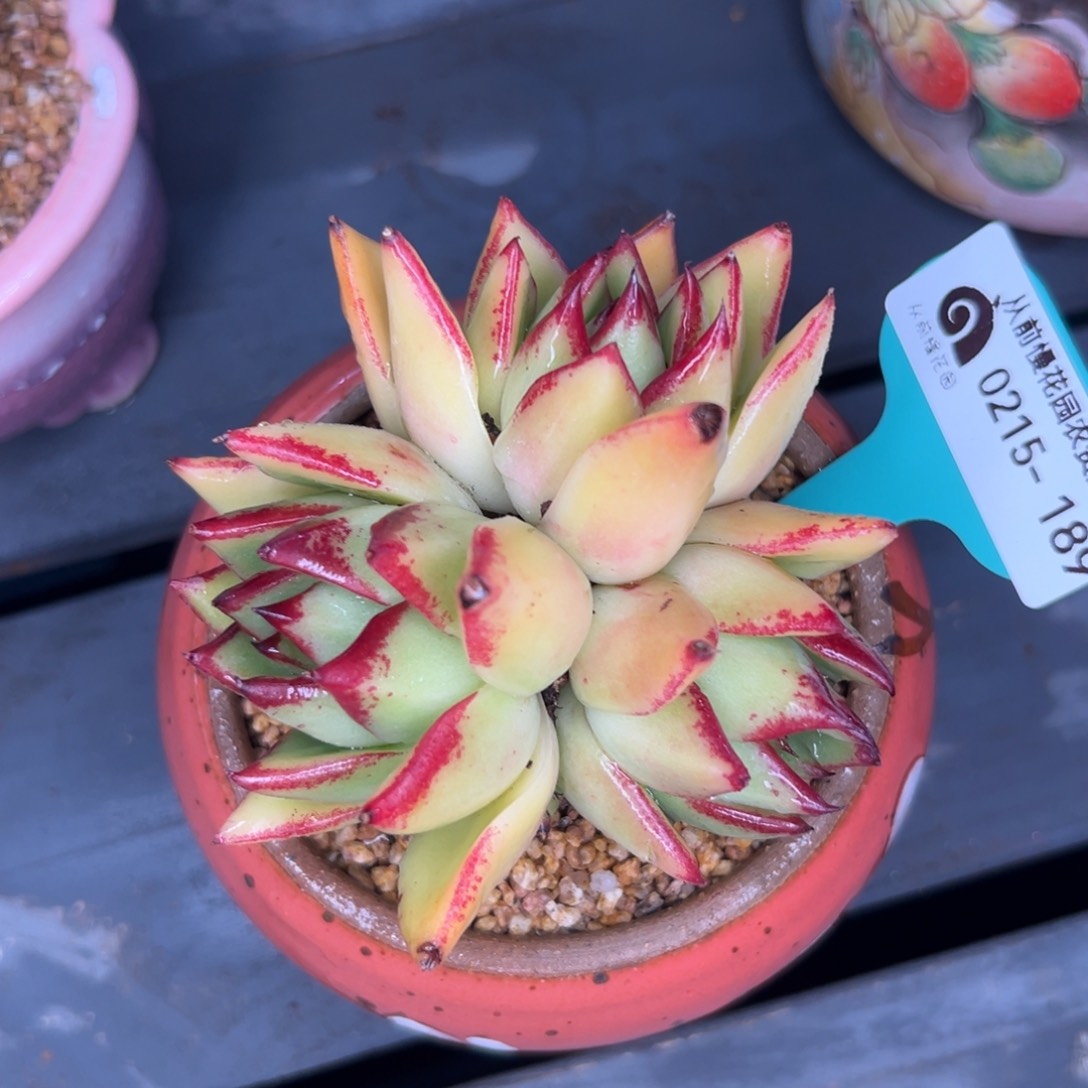 多肉一物一拍0215-189