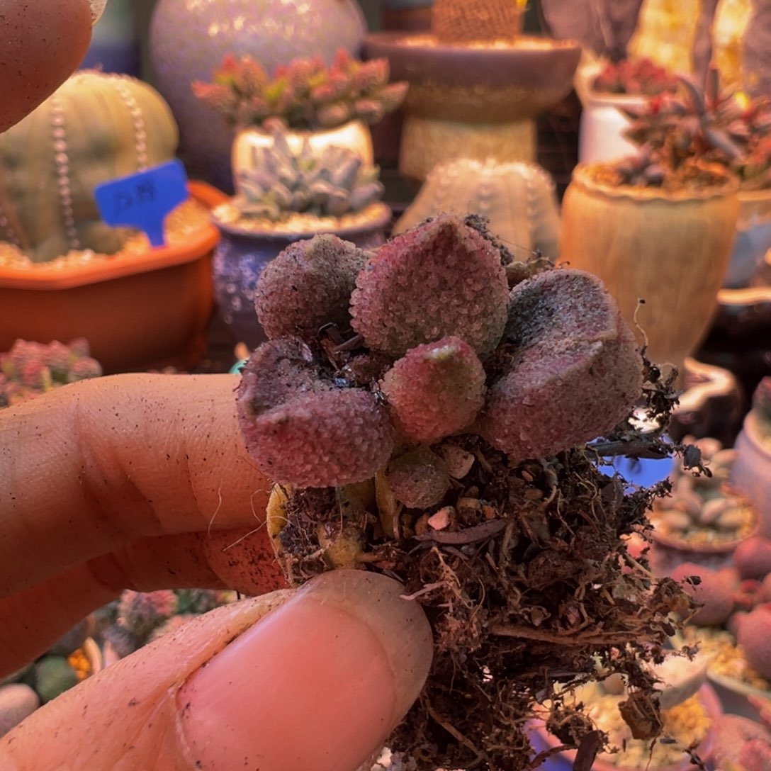 简***单一物一拍，感谢支持