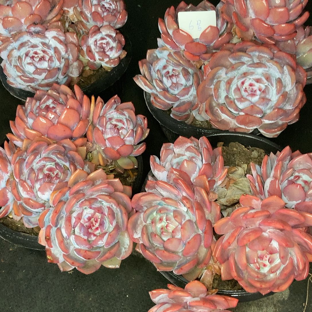 6号随机4头有砍图片