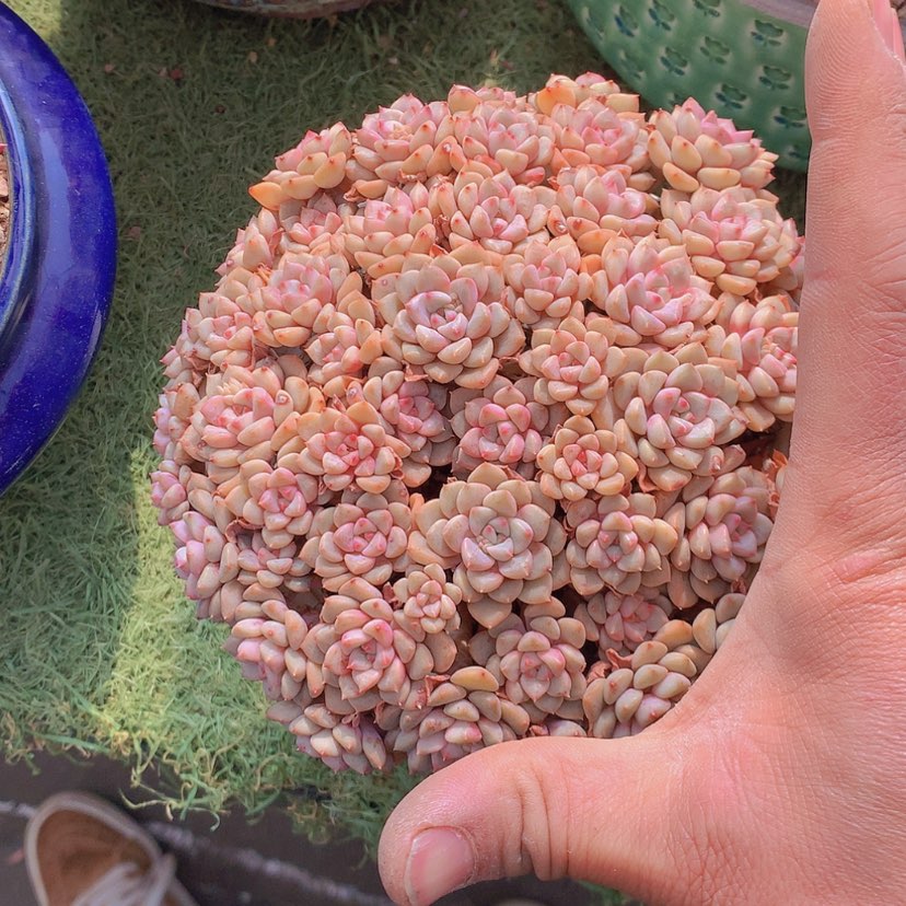 【闪购商品】彩虹粉布偶