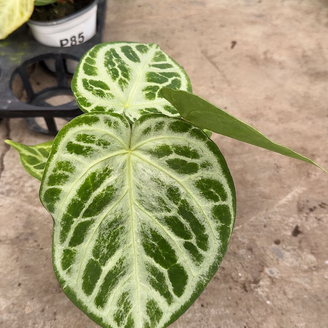 不开花植物一物一拍石化P100