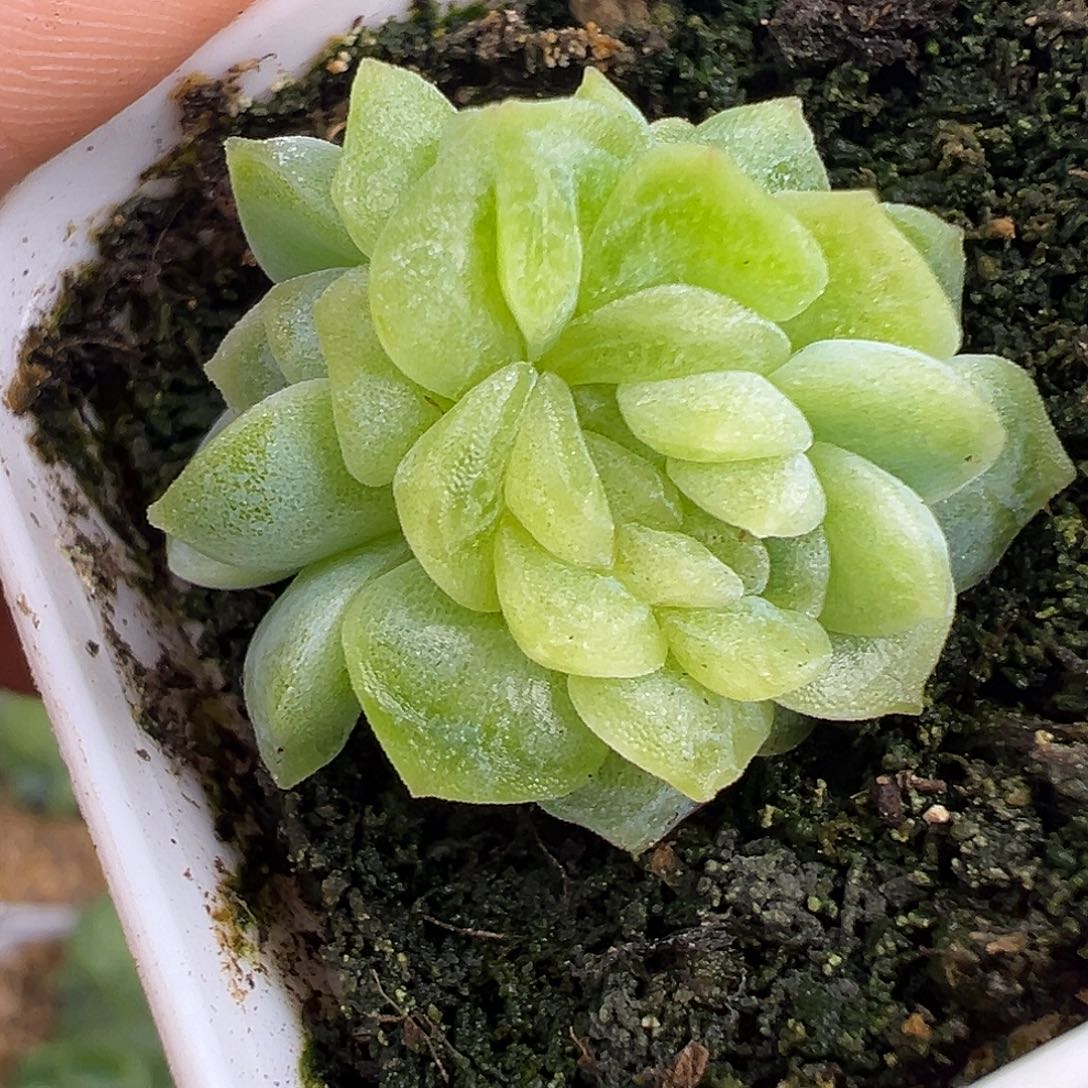 玉芙 疑似缀化。  