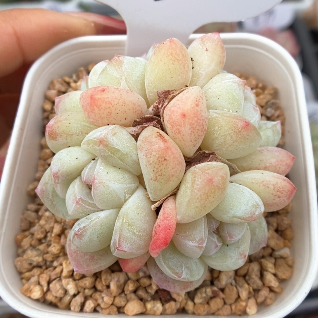 冰玉群生可拍903号