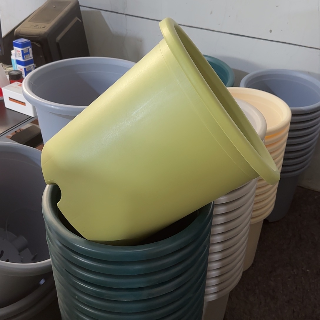 微瑕8号3个无托，果绿