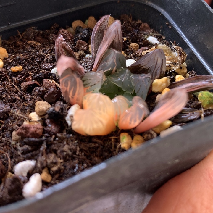 冰灯玉露锦带盆土发货