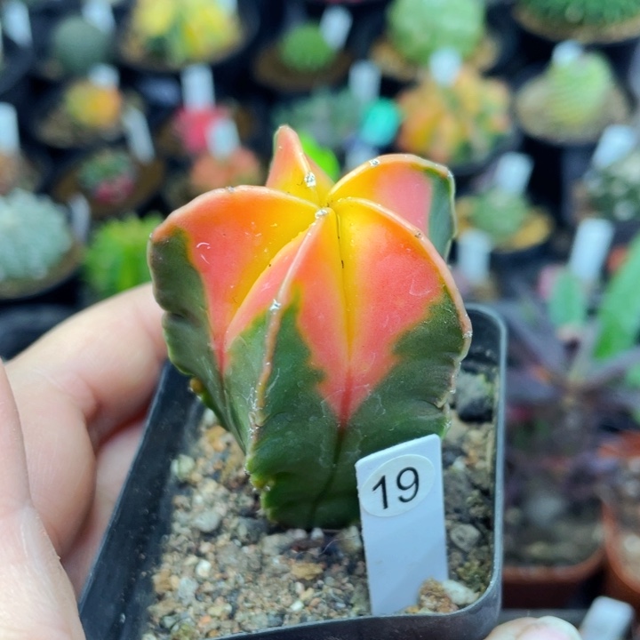 非偏远地区满25包邮仙人球