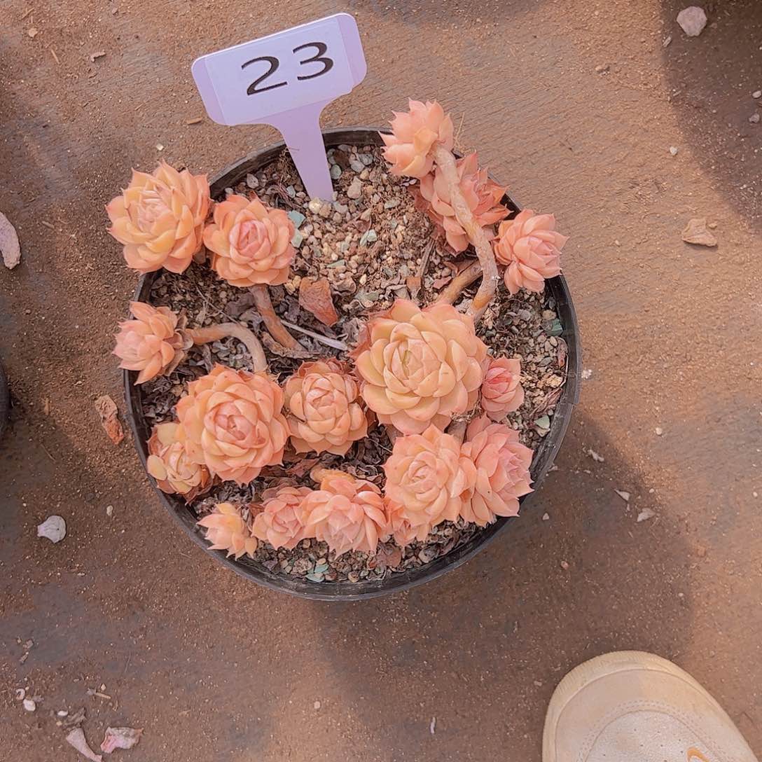 秋*歌23昂斯诺20不售后