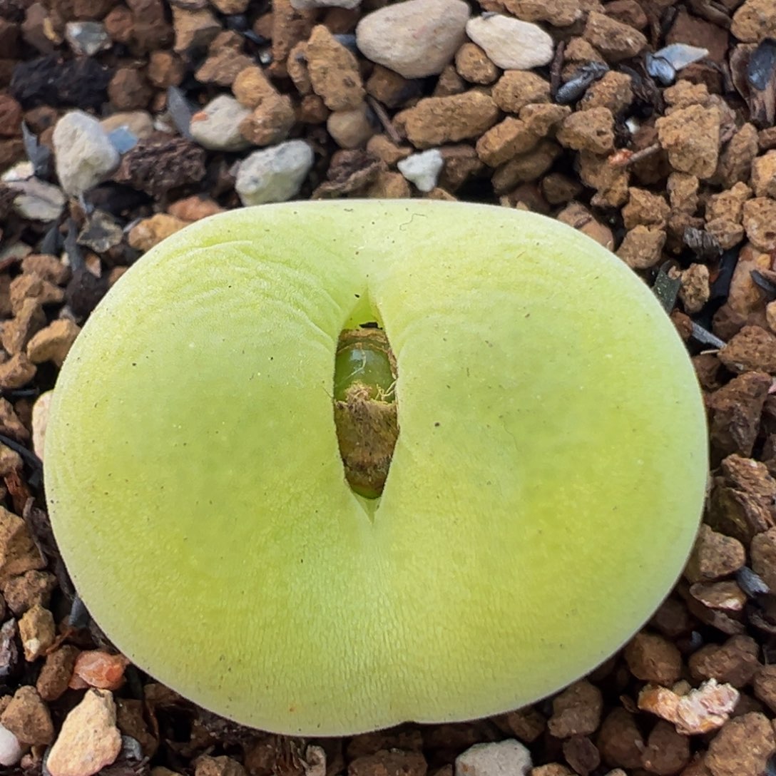 75多肉植物百科植物