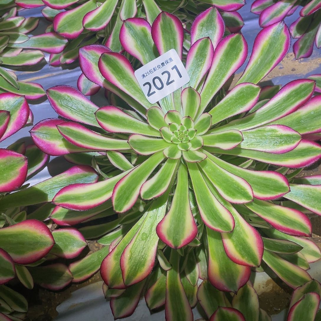 2021红铜白多肉植物