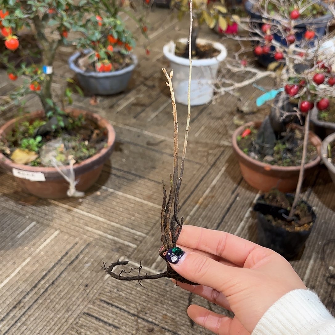 朱***胖哈哈哈哈哈哈茜紫