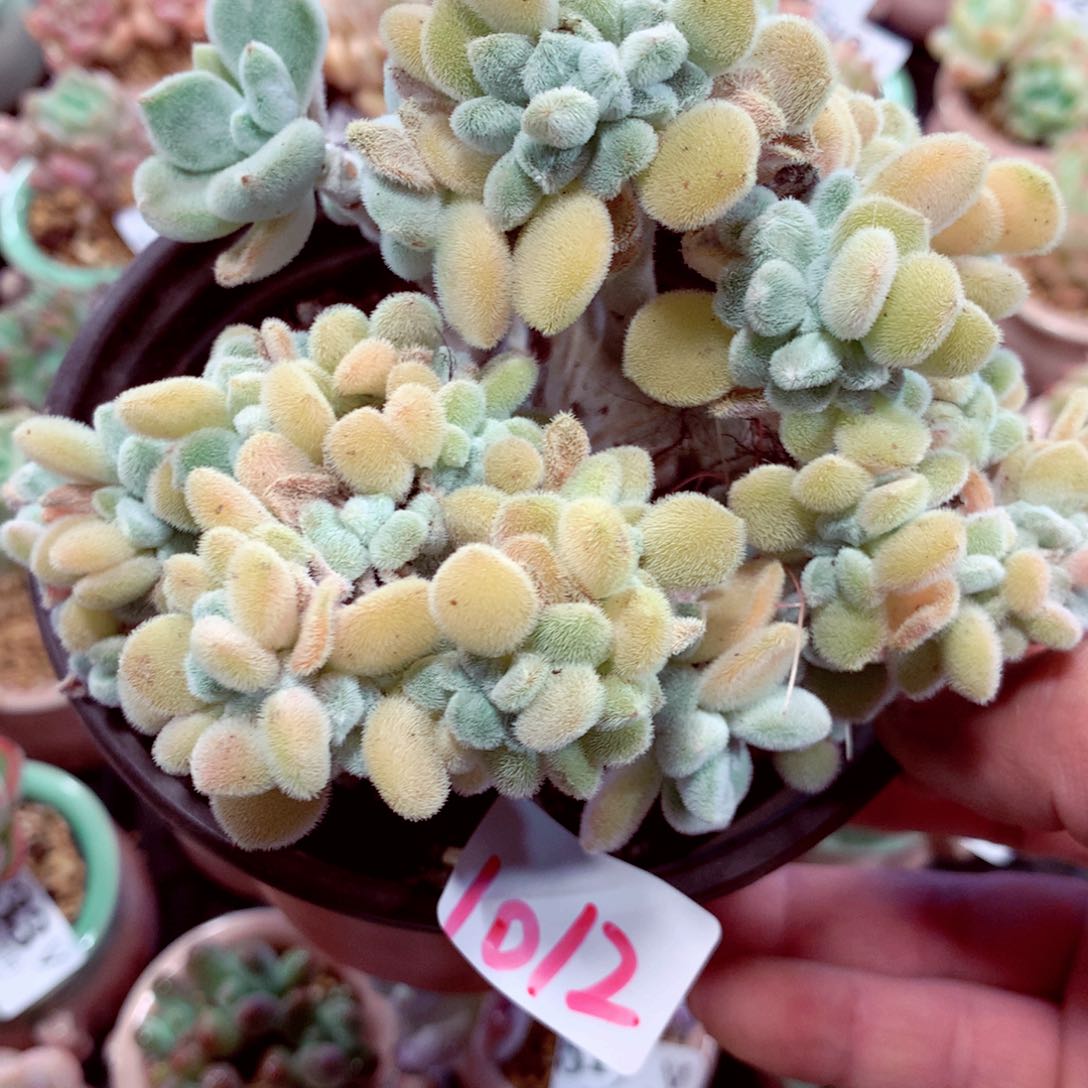 9厘米盆血幻星1012