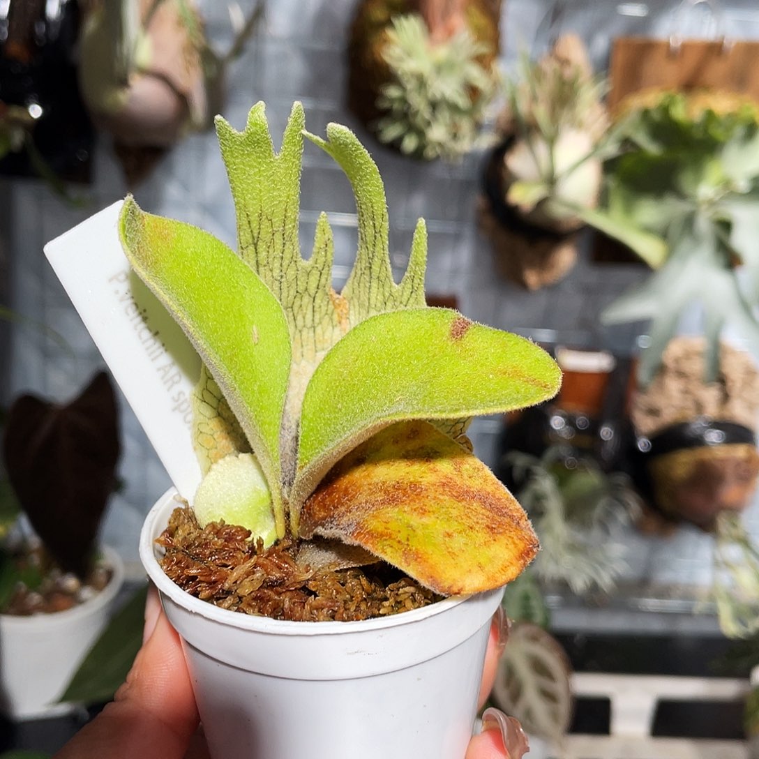 完全开放111111111