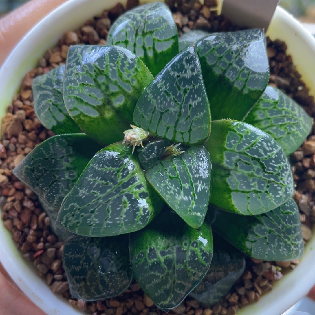 16.十二卷多肉瞳寿。     