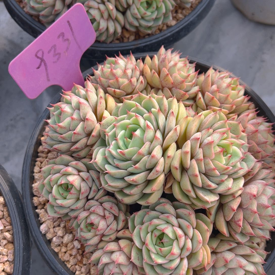 福利来了来了来了来啦