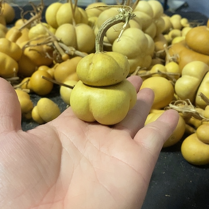 火*果葫芦的颜色很好看