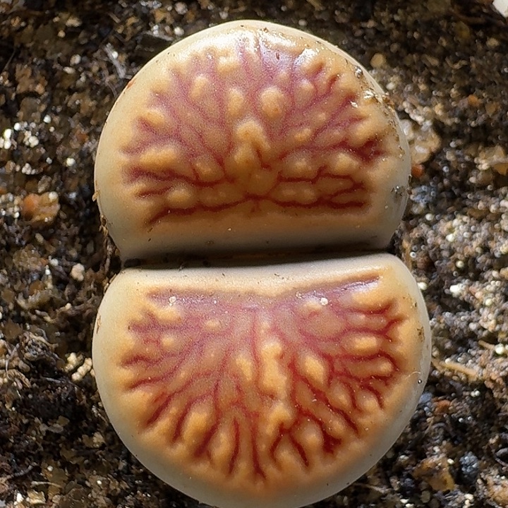 生石花1111111。   278