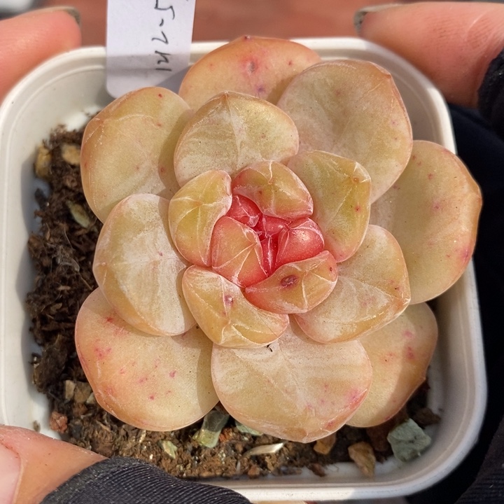 1212-592'糖心多肉