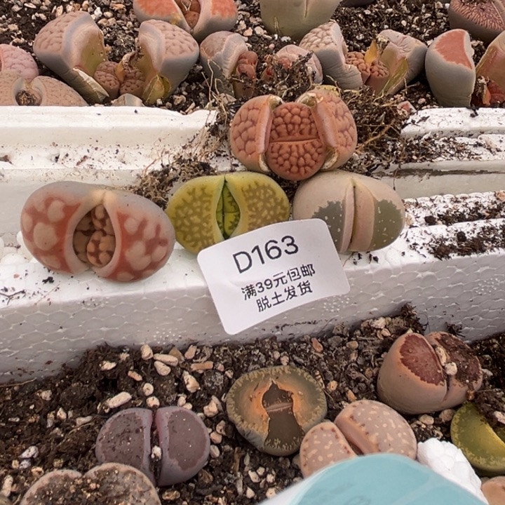 ?**天163多肉哈哈哈哈哈哈哈