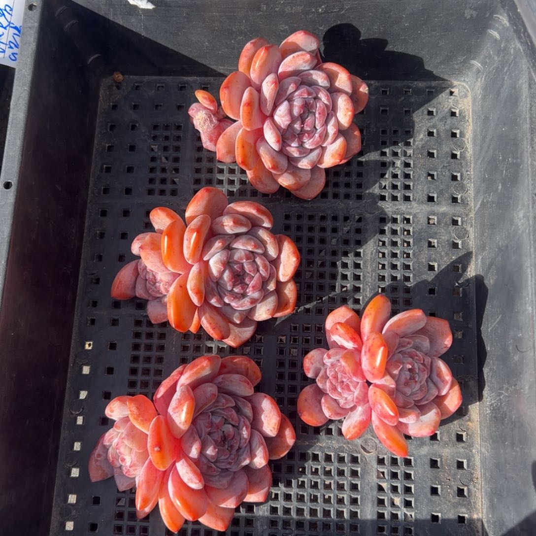 三个星影送一个0000000