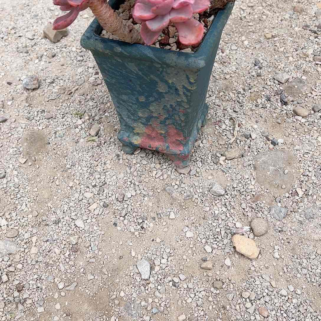 圈*多肉植物盆盆盆