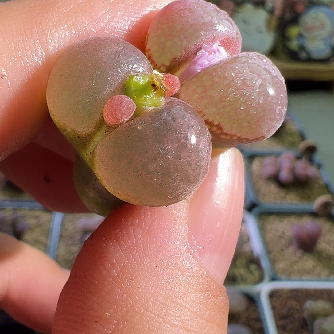 炸福利c10混播。    