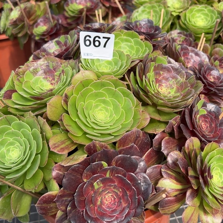 667花月夜朵朵35厘米左右