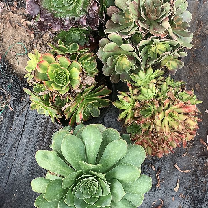 107五棵多肉植物