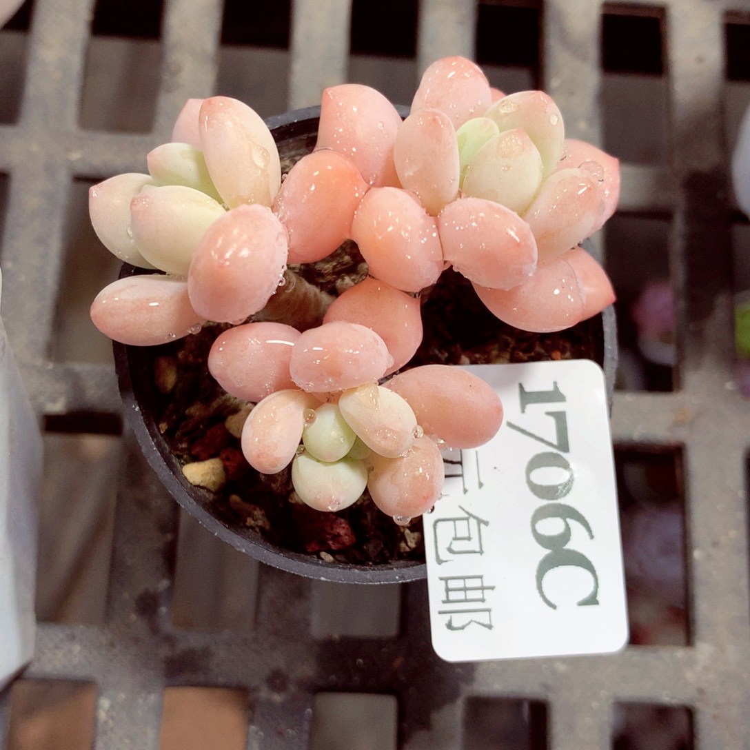 5厘米盆精控多肉1706