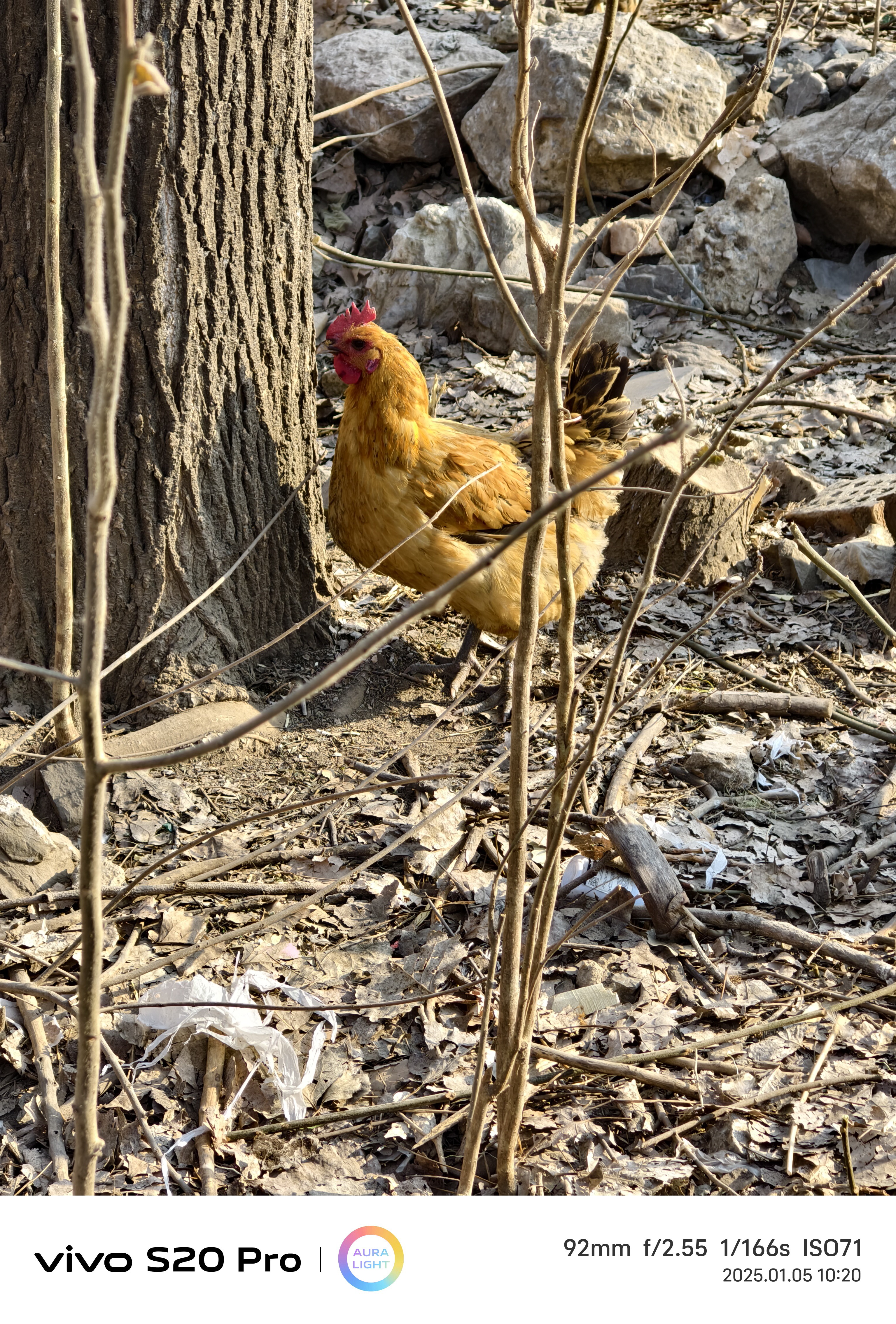 纯打野两年老母鸡2只(净重5一6斤)