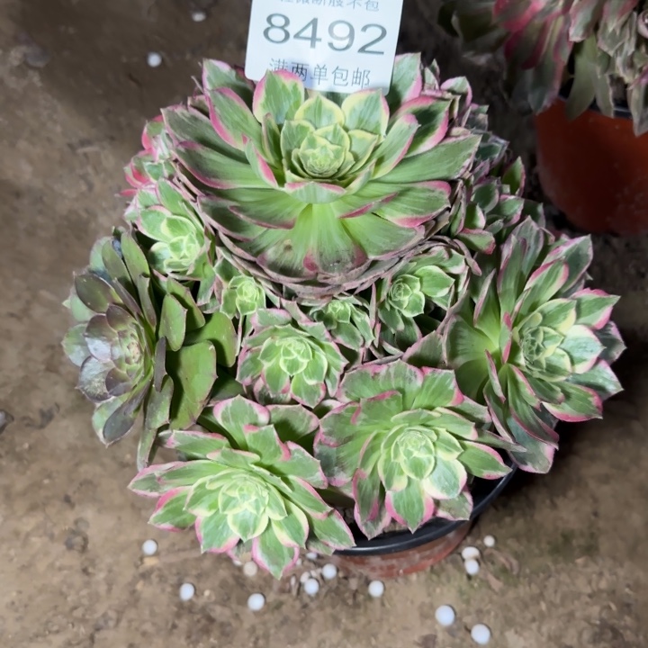 8492水蜜桃多肉植物