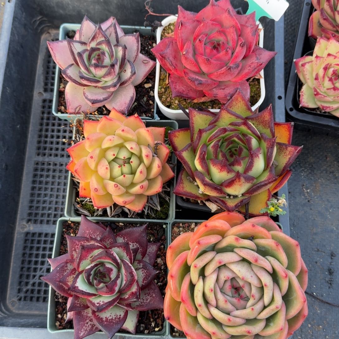 从前慢多肉精选编号0102.4