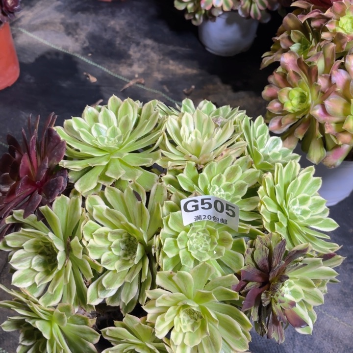 瑞妈园艺。01.28.505