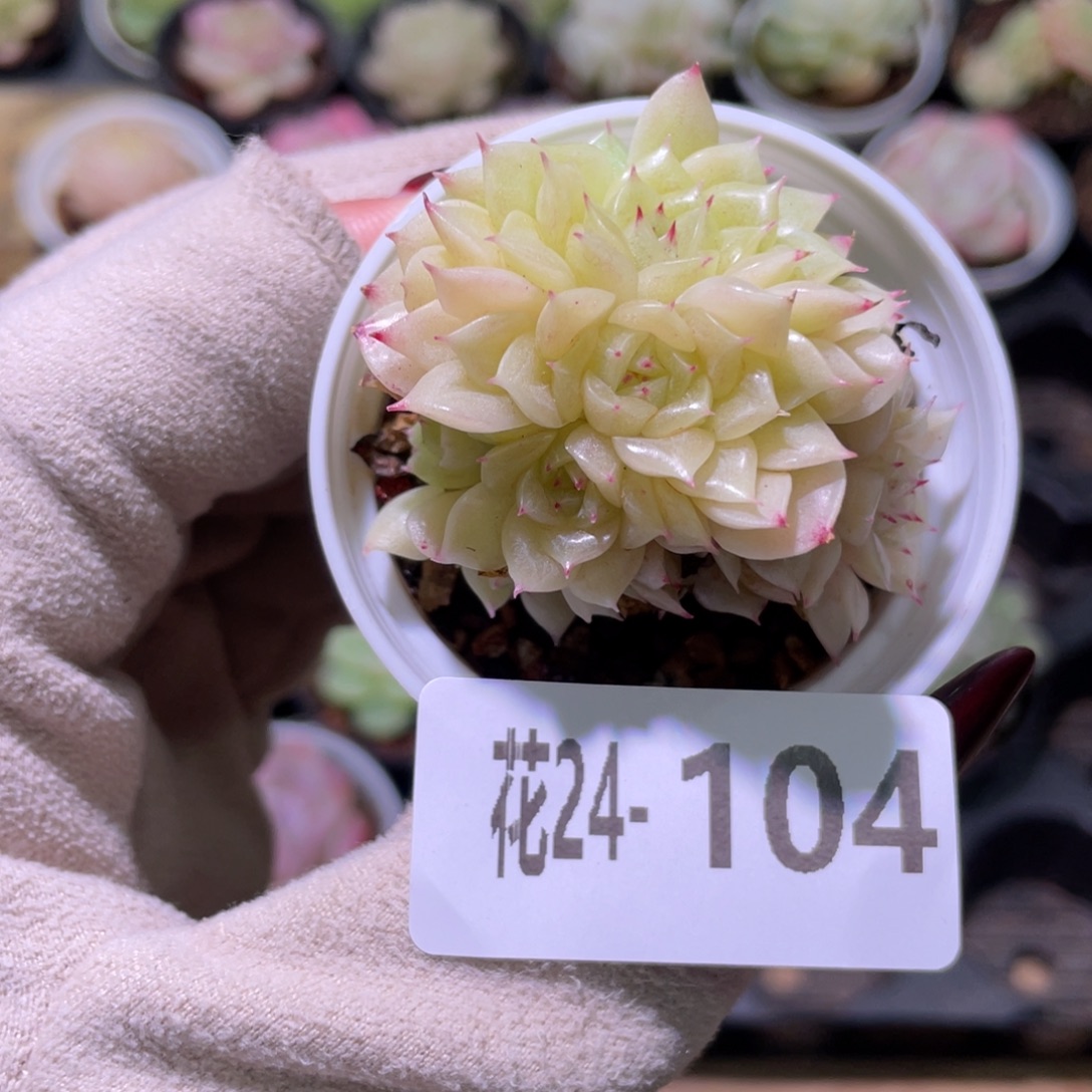 花利美24-104麦秆