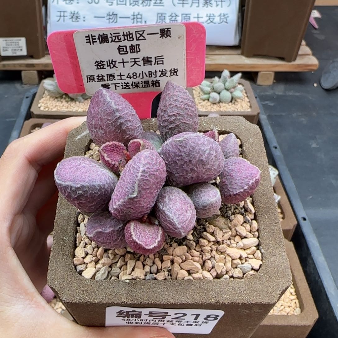 218哈莫猪肝多肉