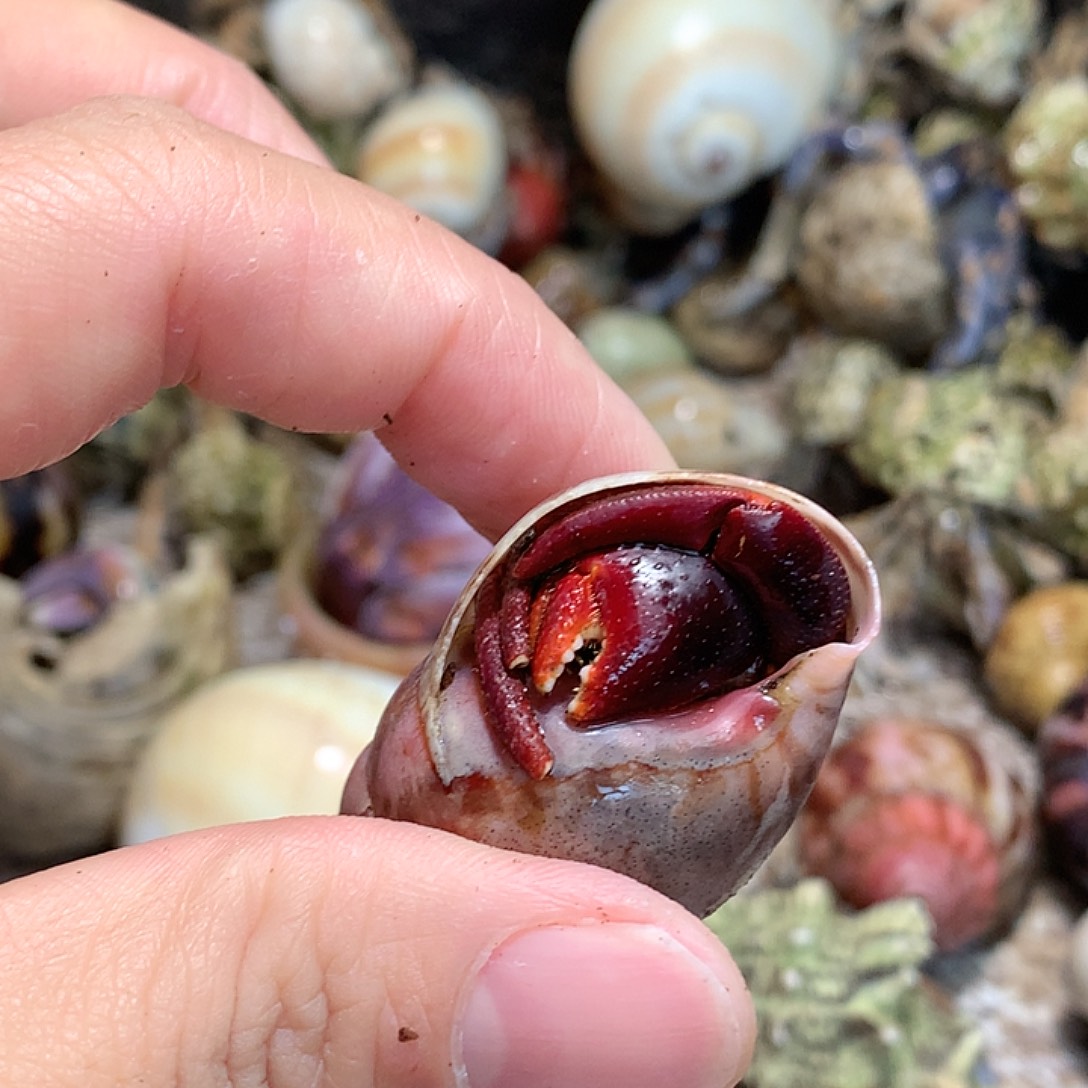 2.0口径奔跑的寄居蟹37号