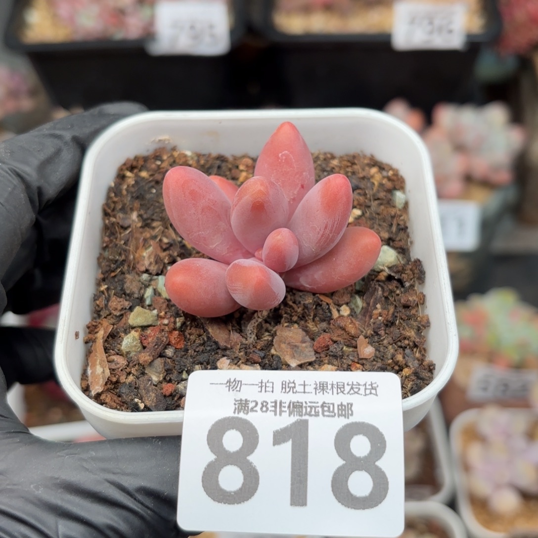 红手指无盆土发货