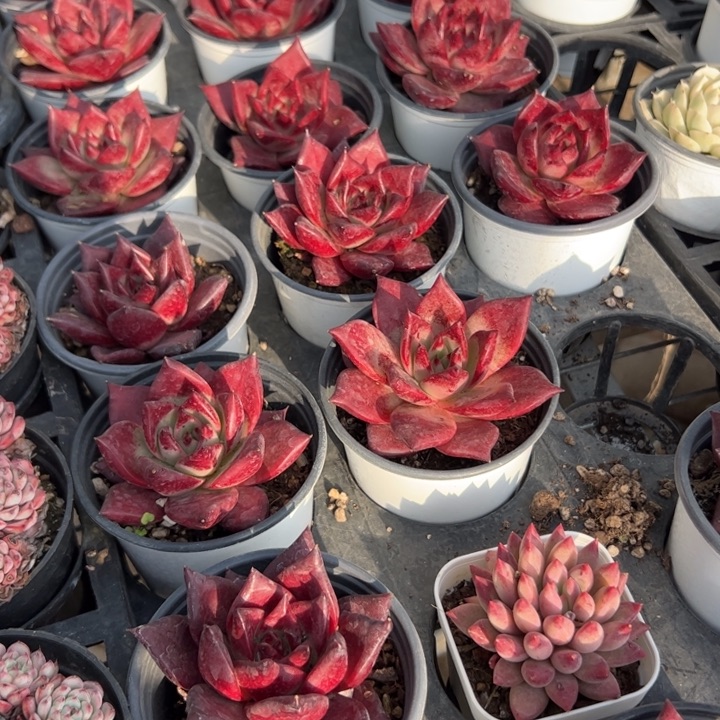 新疆包邮 罗宾单头