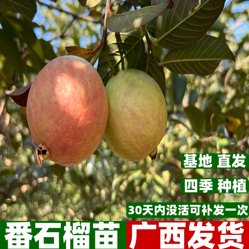 番石榴树苗嫁接苗胭脂红珍珠红心西瓜芭乐番石榴果树盆栽四季结果