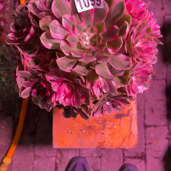 9***、男神多肉植物1099