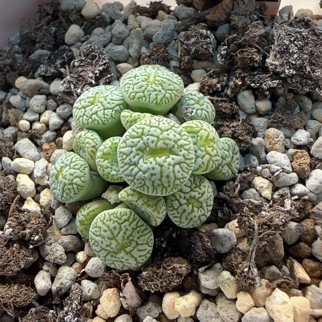 8-16-晚-绿墨小锥