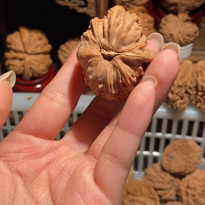 菲***忆核桃白狮子全品异形