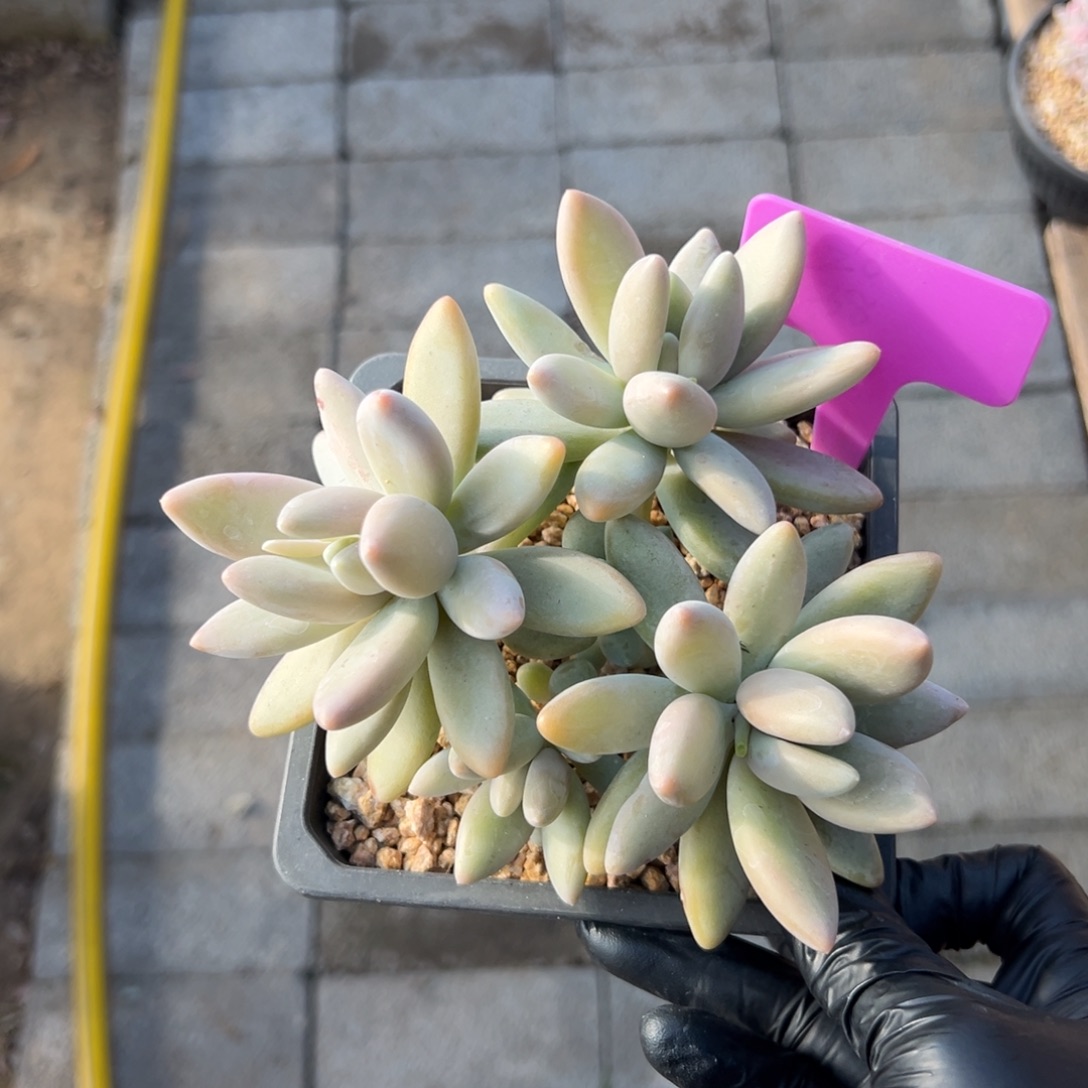 特价白兰地111111111111111