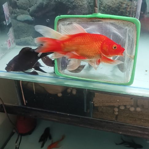 蝴蝶鲤鱼蝴蝶鲤白红15公分左右6