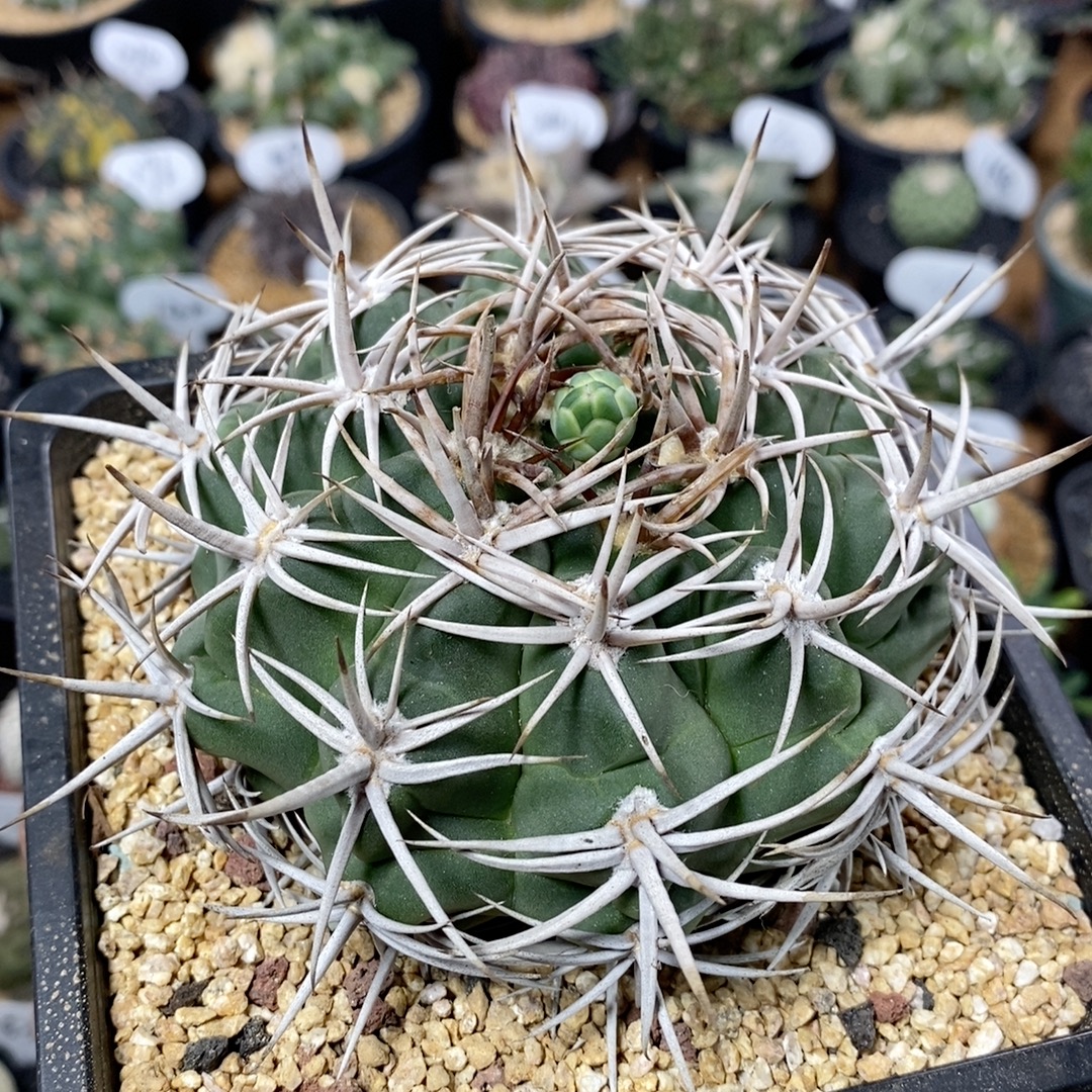 129号实生强刺碧岩玉10cm