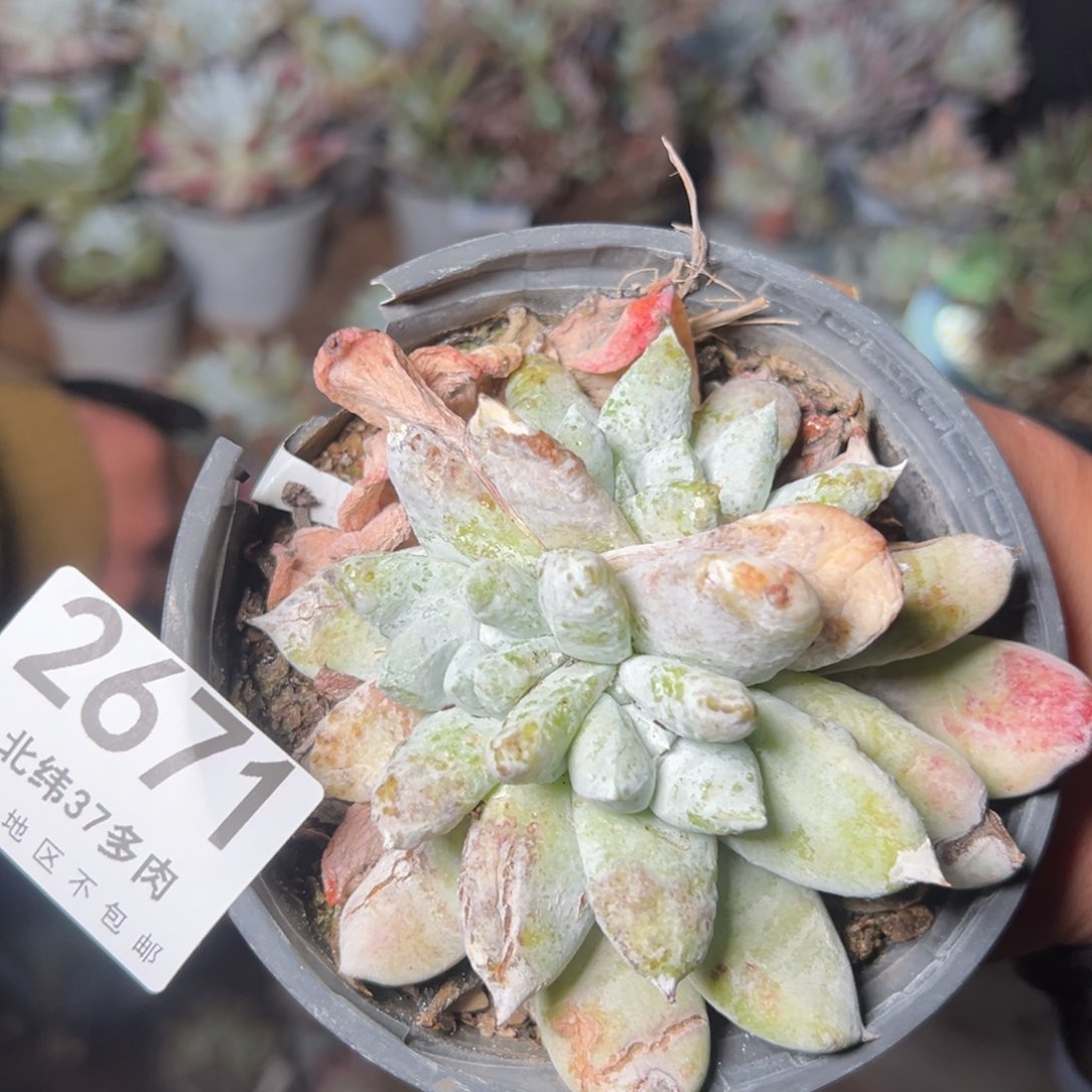 2671拇指哈哈哈哈哈哈