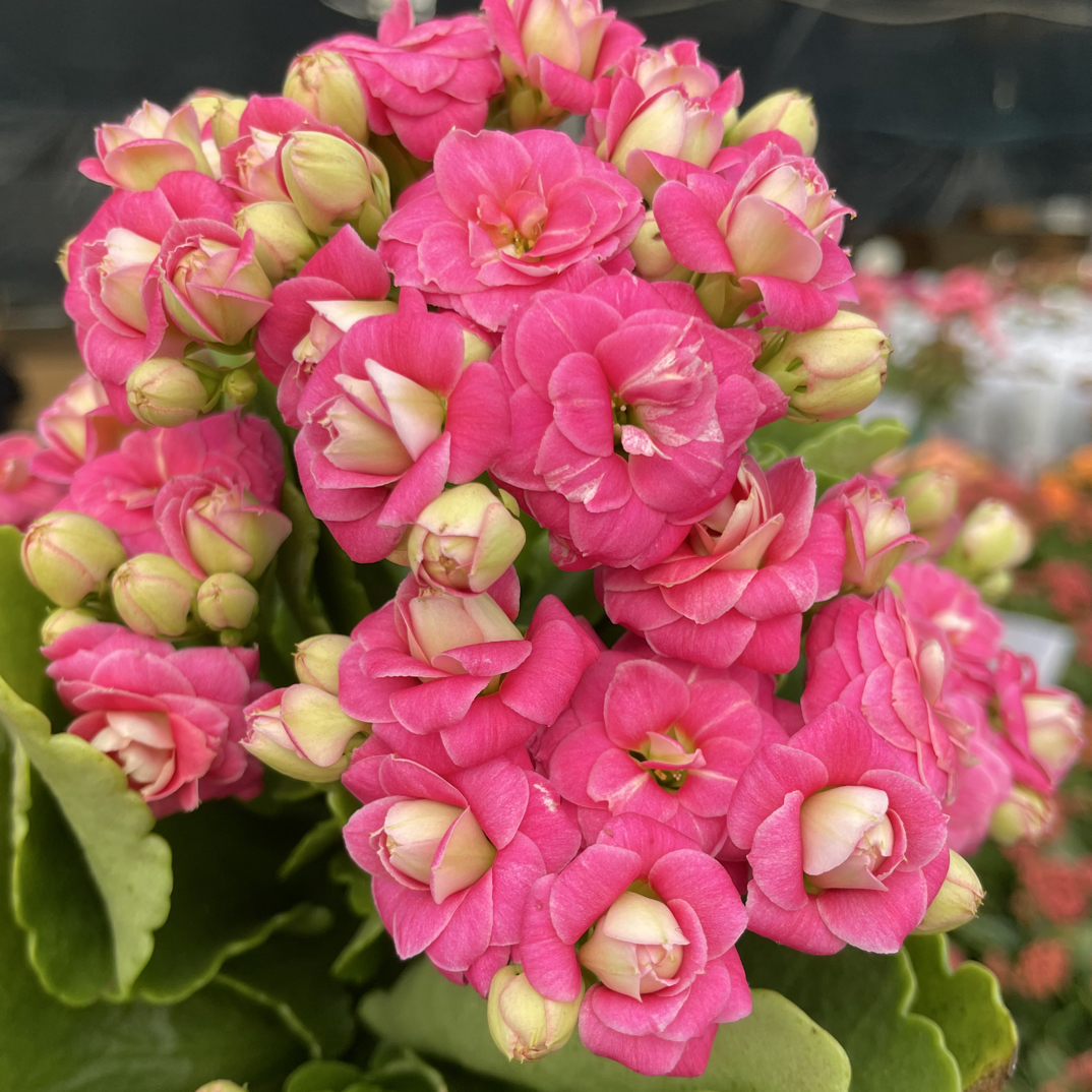 康斯特：精品长寿带花苞发货（烂叶黄叶断个别花苞不售后，介意勿拍）