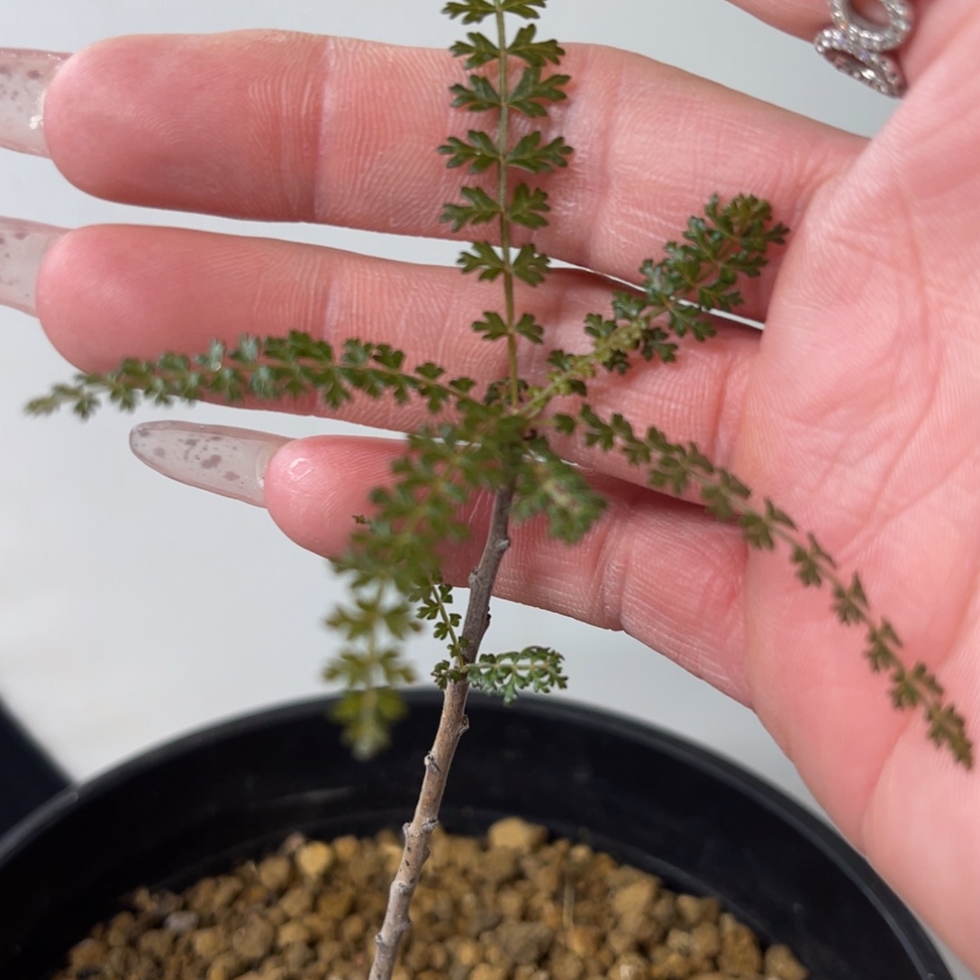 索科特拉乳香实生小苗