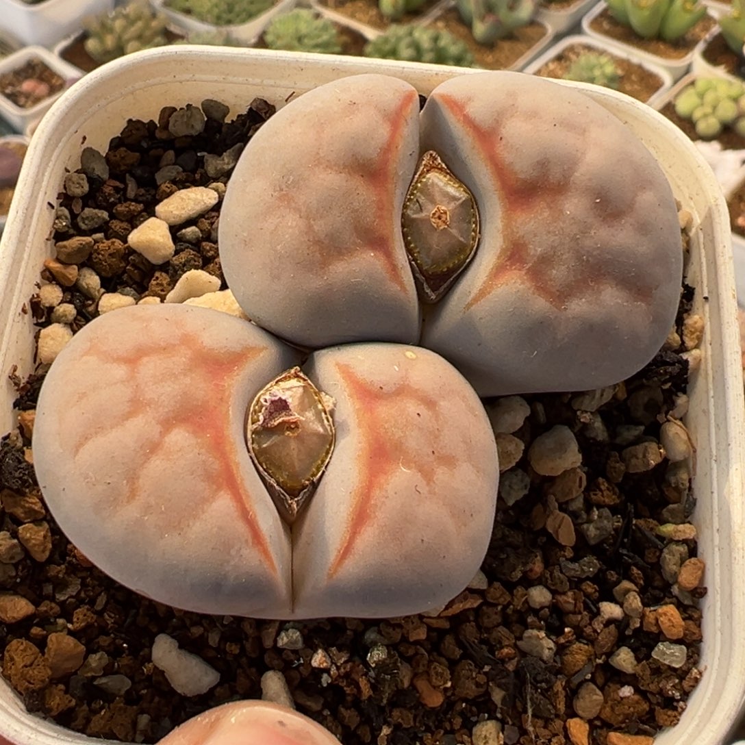 851多肉植物种类和