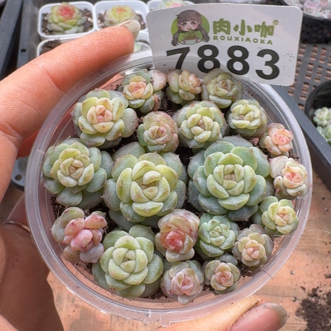 多肉植物多肉植物